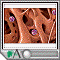 Immune response