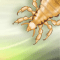 Getting rid of lice in the home