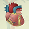 Cardiac arrhythmia - conduction system overview