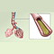 Your lungs: The inflammatory response