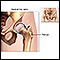 Normal hip joint anatomy